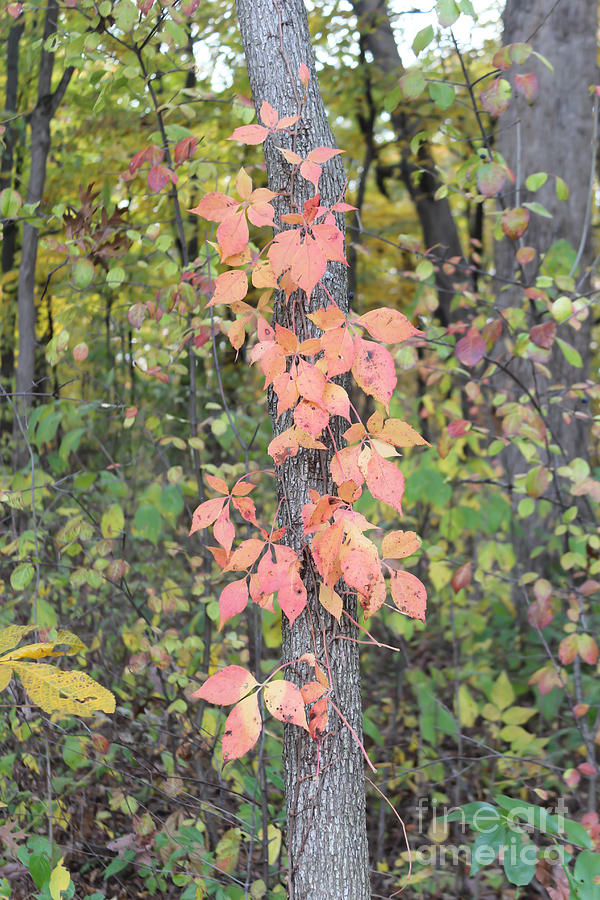 Morton Arboretum - Fall Photograph By Rupali Kumbhani - Fine Art America