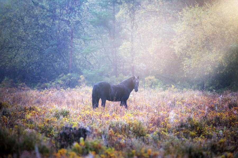 Fall Photograph - New Forest - England #30 by Joana Kruse