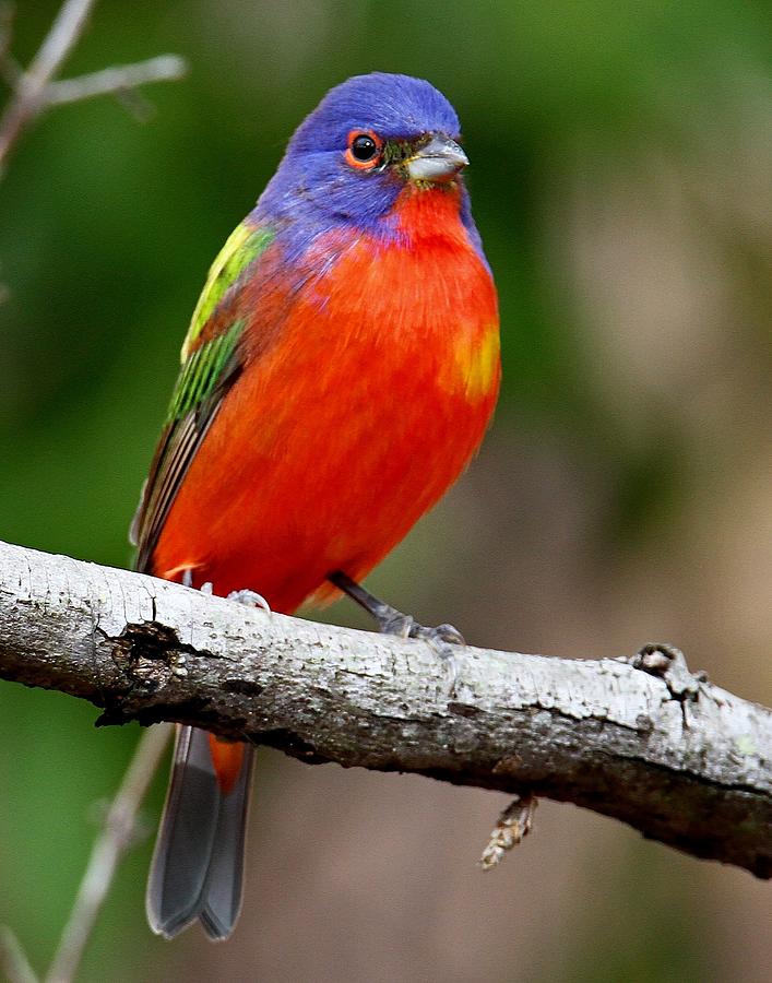 Painted Bunting by Ira Runyan Painted Bunting by Ira Runyan