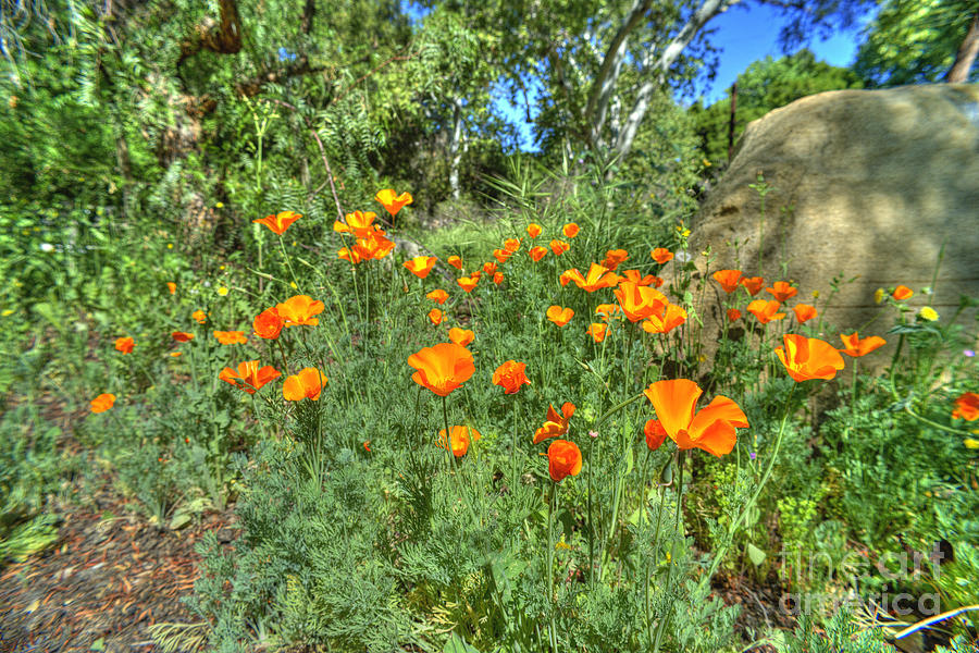 Poppies #30 Photograph by Marc Bittan