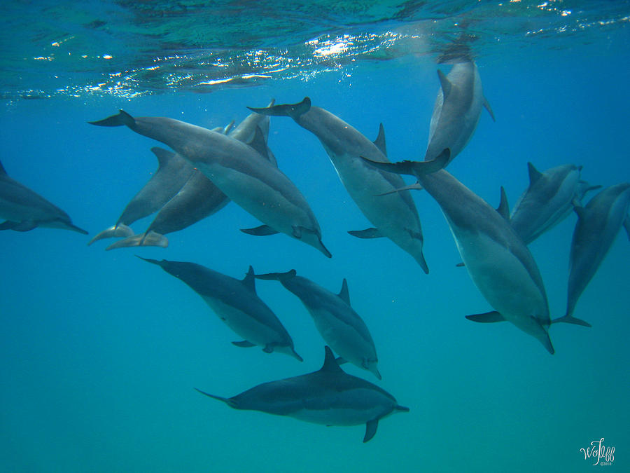 Dolphin Photograph - Spinner Dolphins #30 by Thea Wolff