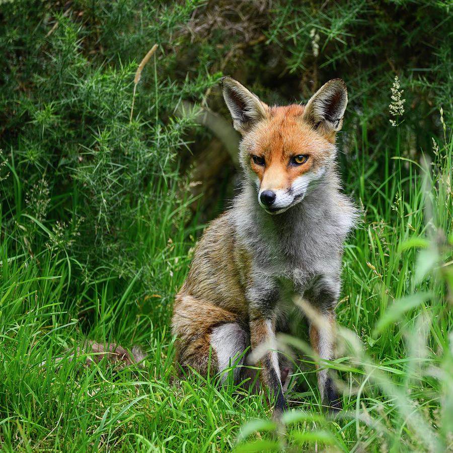 Wildlife Photograph - Stunning image of red fox vulpes vulpes in lush Summer countrysi #30 by Matthew Gibson