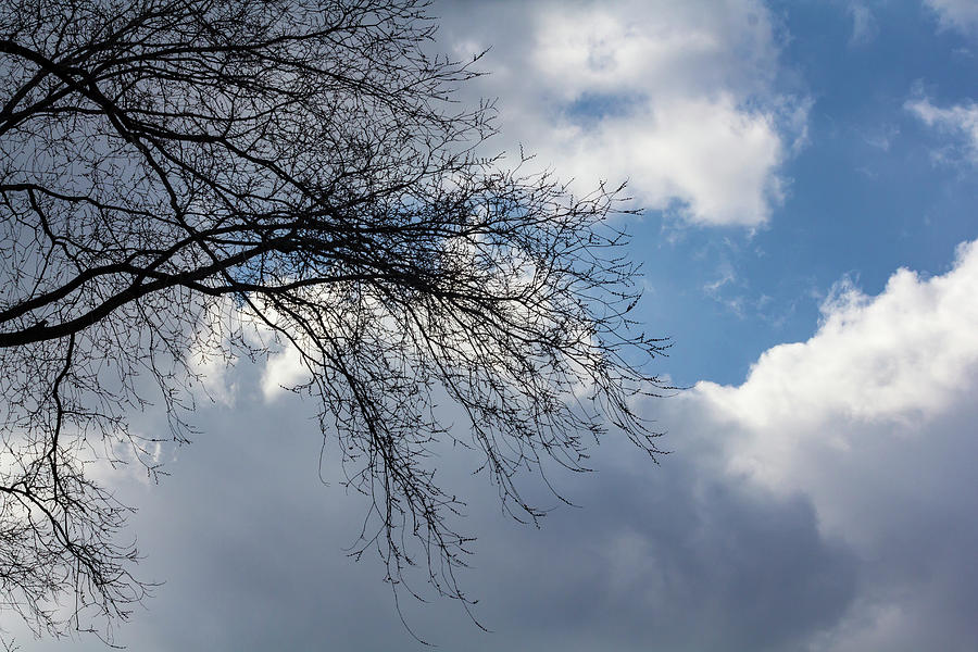 Trees and Clouds #30 Photograph by Robert Ullmann