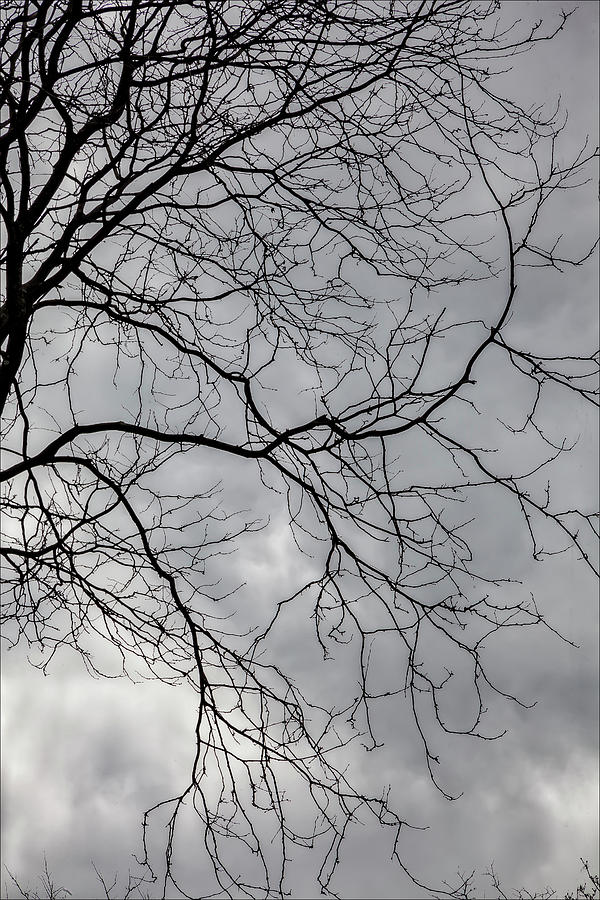 Trees Sky and Clouds #30 Photograph by Robert Ullmann