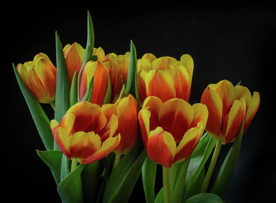 Tulip Digital Art - Tulip #30 by Super Lovely