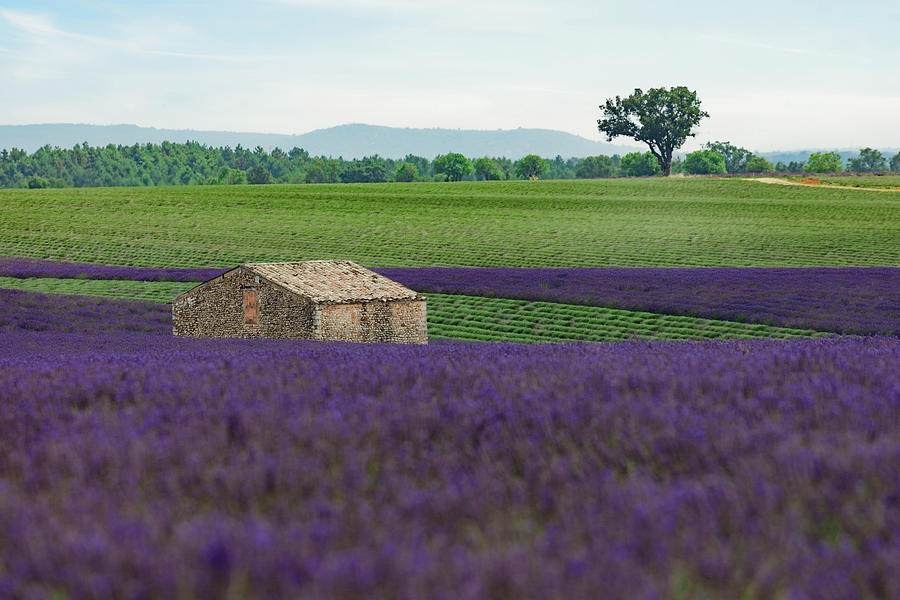 Valensole - Provence, France #30 Photograph by Joana Kruse