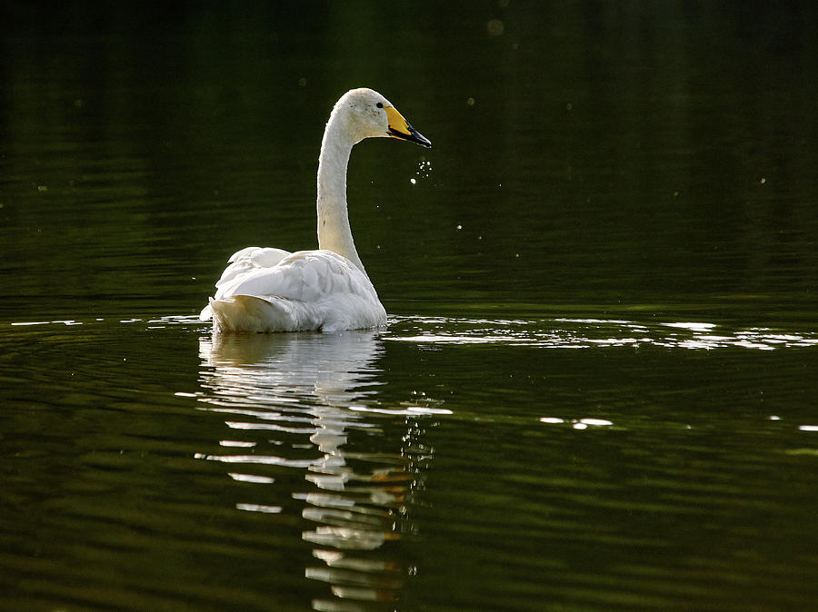 Whooper swan #30 Photograph by Jouko Lehto