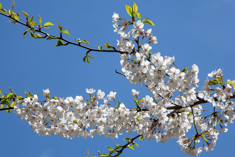 Cherry Blossoms #305 Photograph by Robert Ullmann