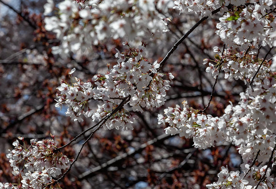 Cherry Blossoms #301 Photograph by Robert Ullmann