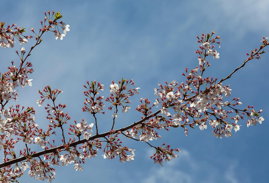 Cherry Blossoms #302 Photograph by Robert Ullmann