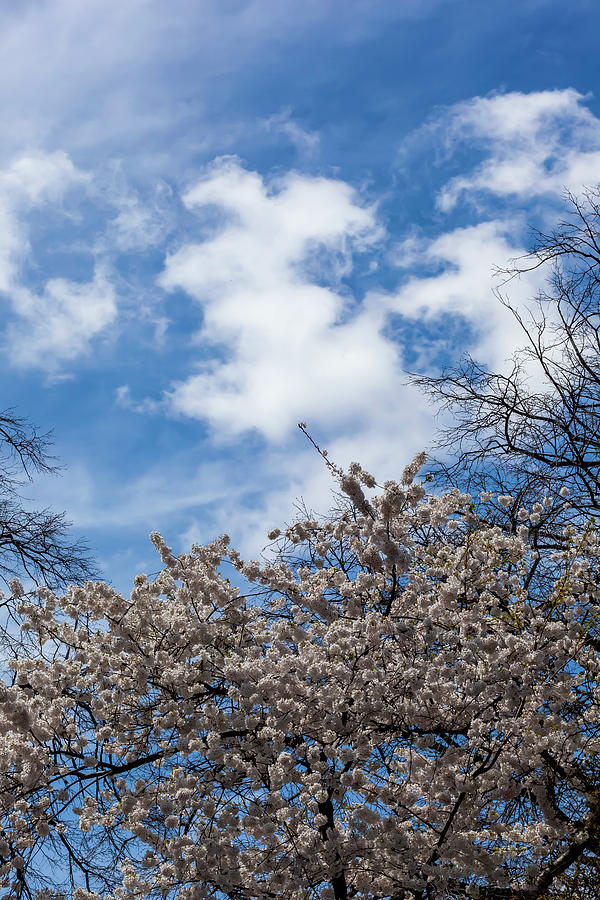 Cherry Blossoms #304 Photograph by Robert Ullmann