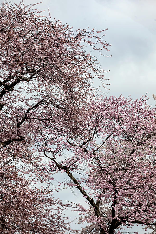Cherry Blossoms #306 Photograph by Robert Ullmann