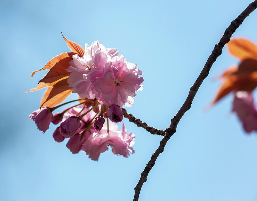 Cherry Blossoms #307 Photograph by Robert Ullmann