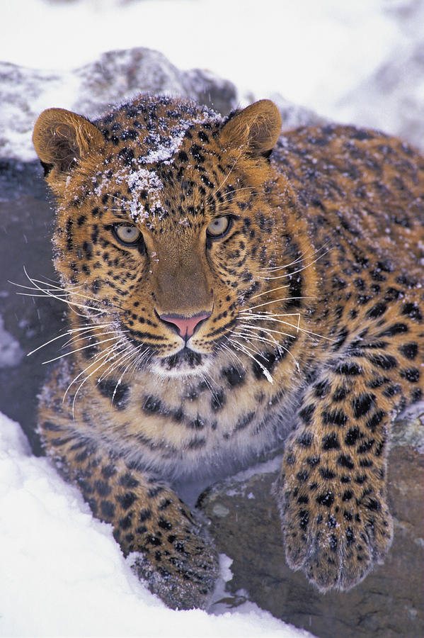 Portrait Photograph - 30792d, Amur Leopard, Winter by First Light