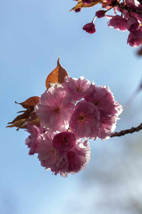 Cherry Blossoms #308 Photograph by Robert Ullmann