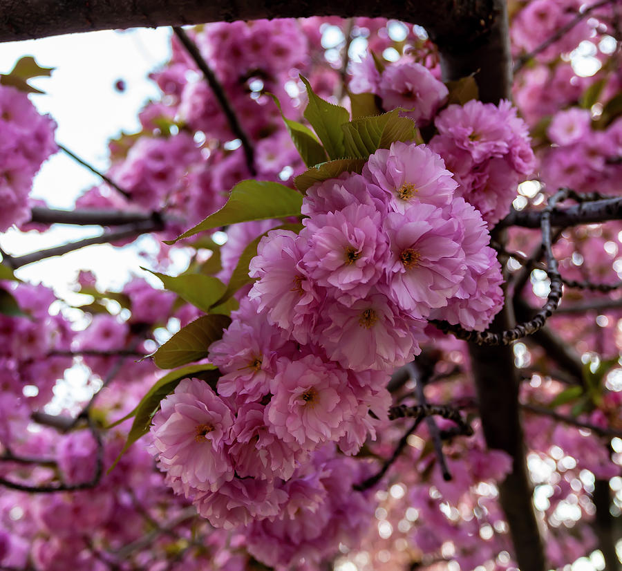 Cherry Blossoms #309 Photograph by Robert Ullmann