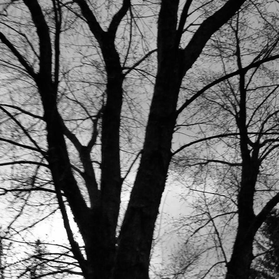 Winter Photograph - Black and White Tree by Kimberly W