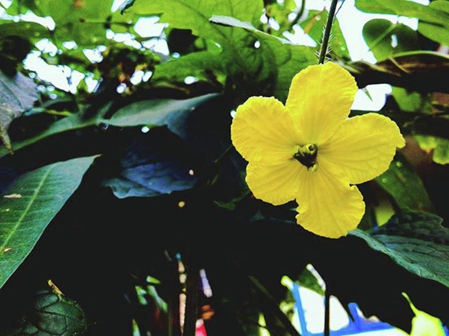 Flower Photograph - 🌸 #flowers #flower #igscflowers #31 by Aa Zieck