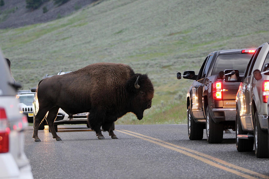 American Bison Yellowstone USA #31 Photograph by Bob Savage