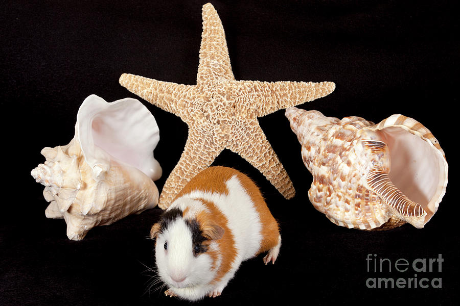 American Guinea Pigs - Cavia porcellus #31 Photograph by Anthony Totah