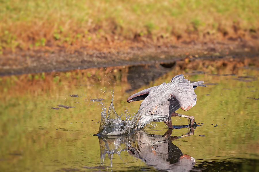 Blue Heron #31 Photograph by Peter Lakomy