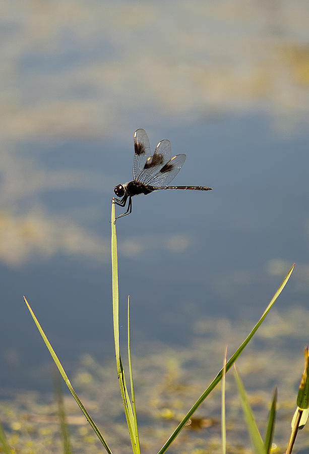 Dragonfly #31 Photograph by Gouzel -
