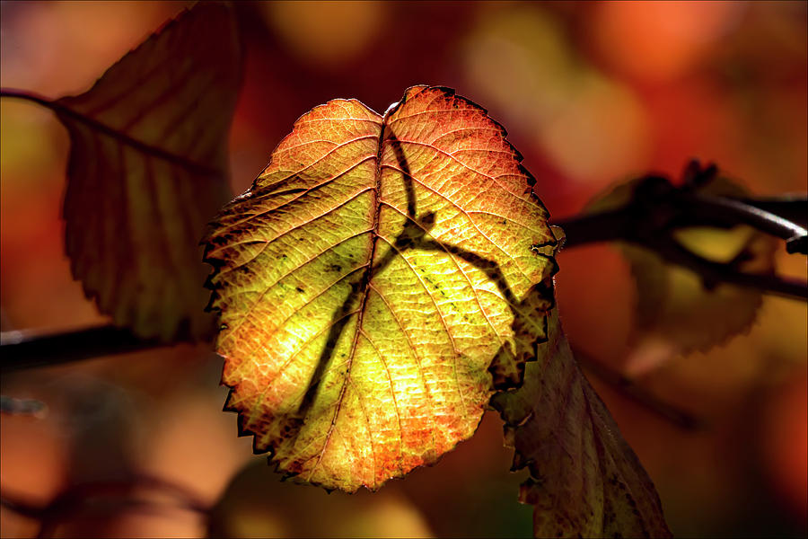 Fall Leaves #31 Photograph by Robert Ullmann