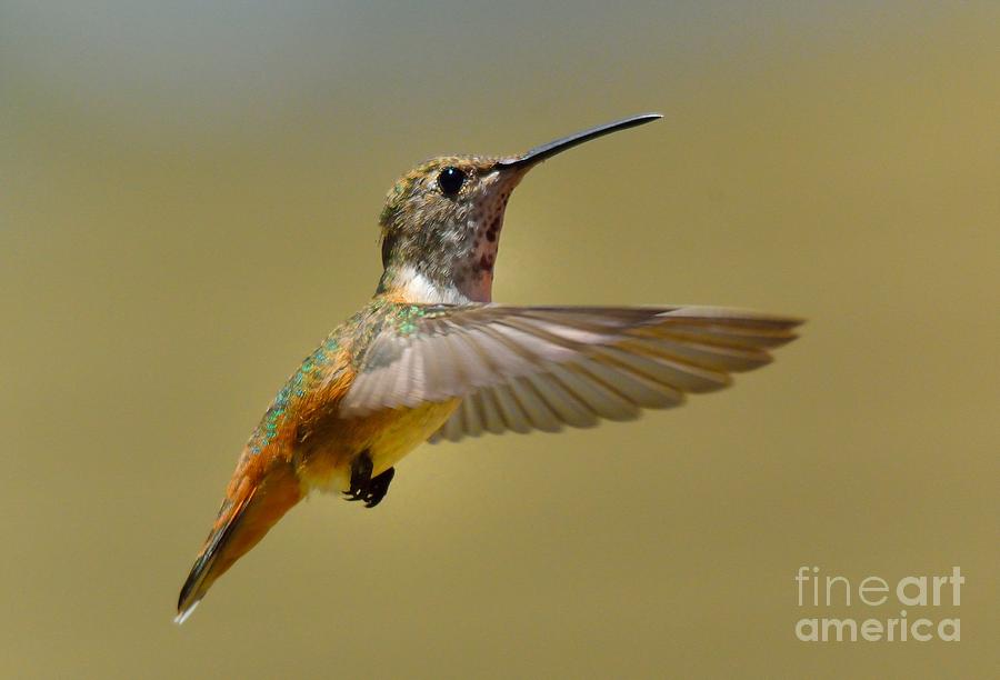 Hummingbird #31 Photograph by Marc Bittan