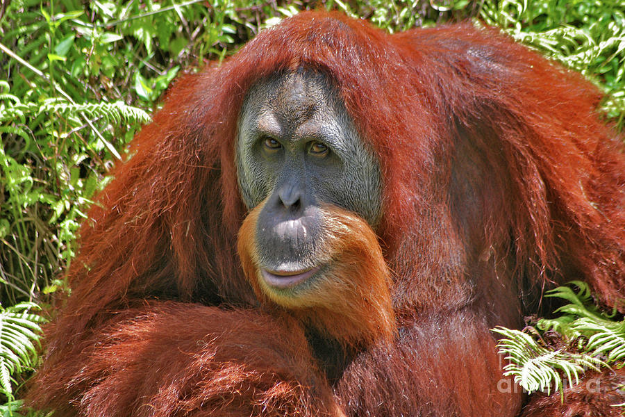 31- Orangutan Photograph by Joseph Keane