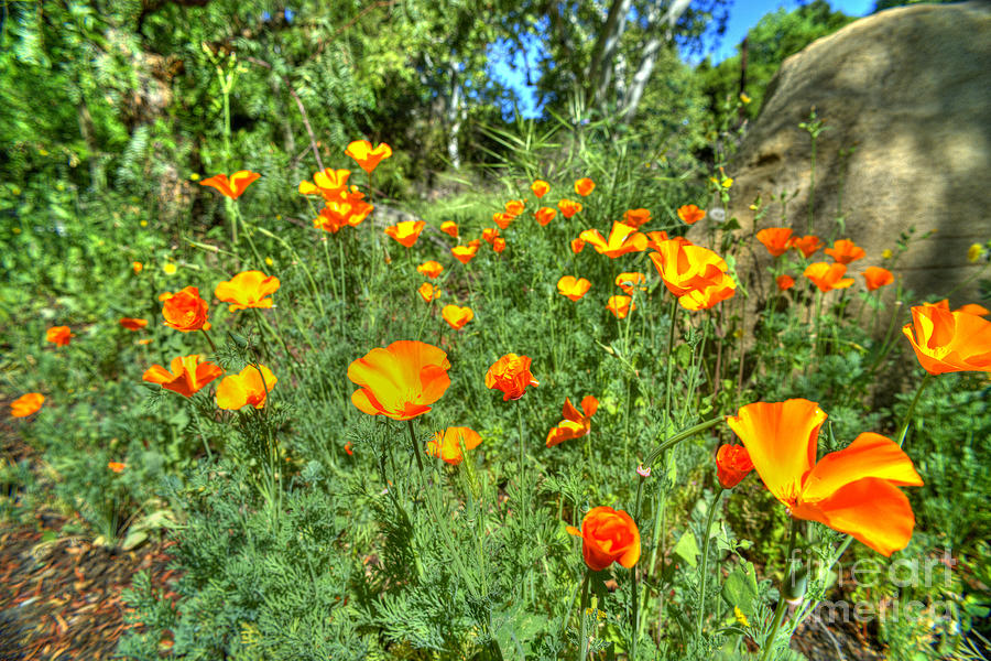 Poppies #31 Photograph by Marc Bittan