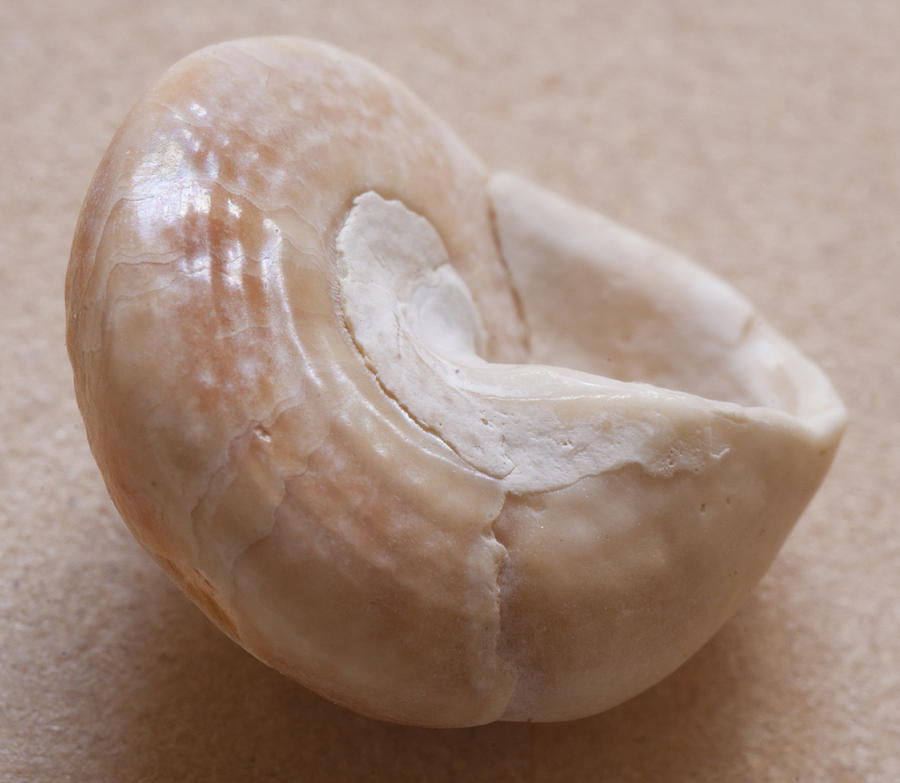 Sea shell #31 Photograph by Masami Iida