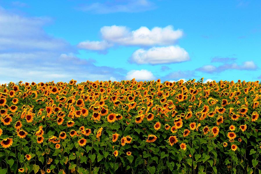 Sunflower #10 Photograph by Donn Ingemie
