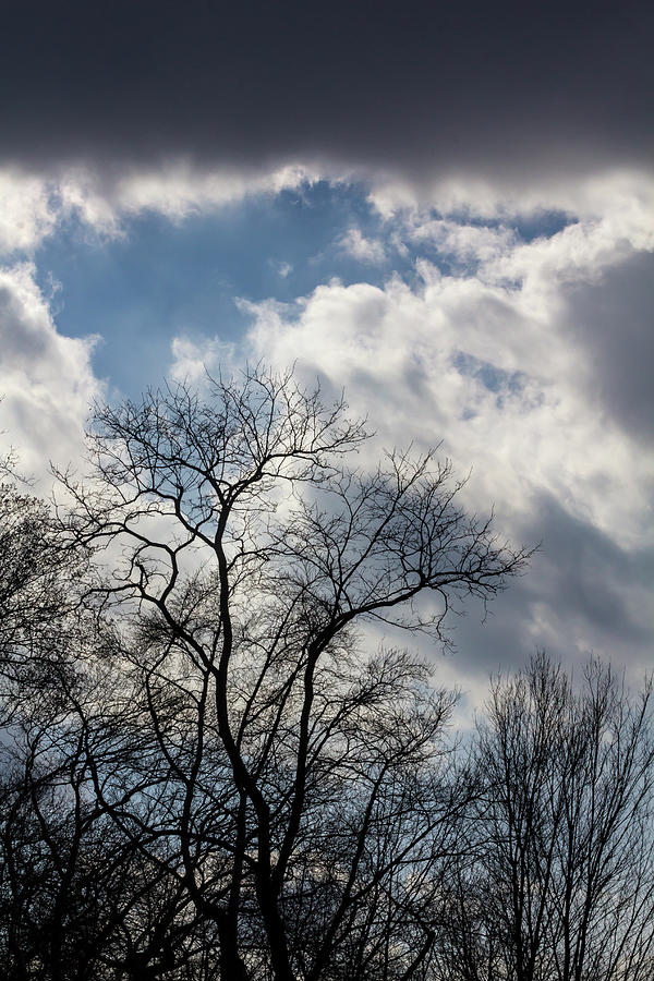 Trees and Clouds #31 Photograph by Robert Ullmann