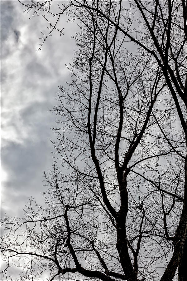 Trees Sky and Clouds #31 Photograph by Robert Ullmann