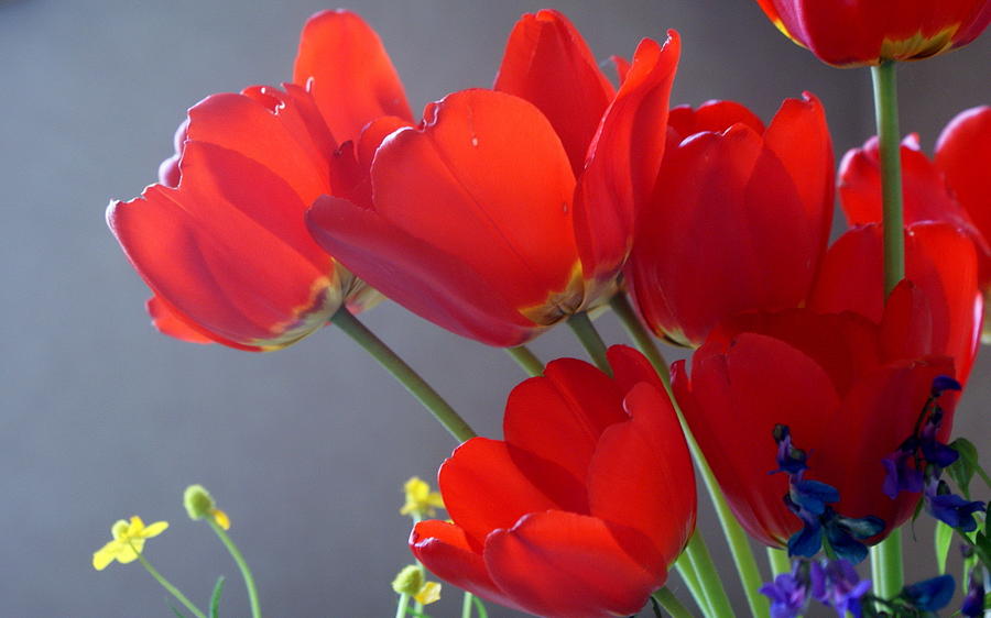 Spring Digital Art - Tulip #31 by Super Lovely