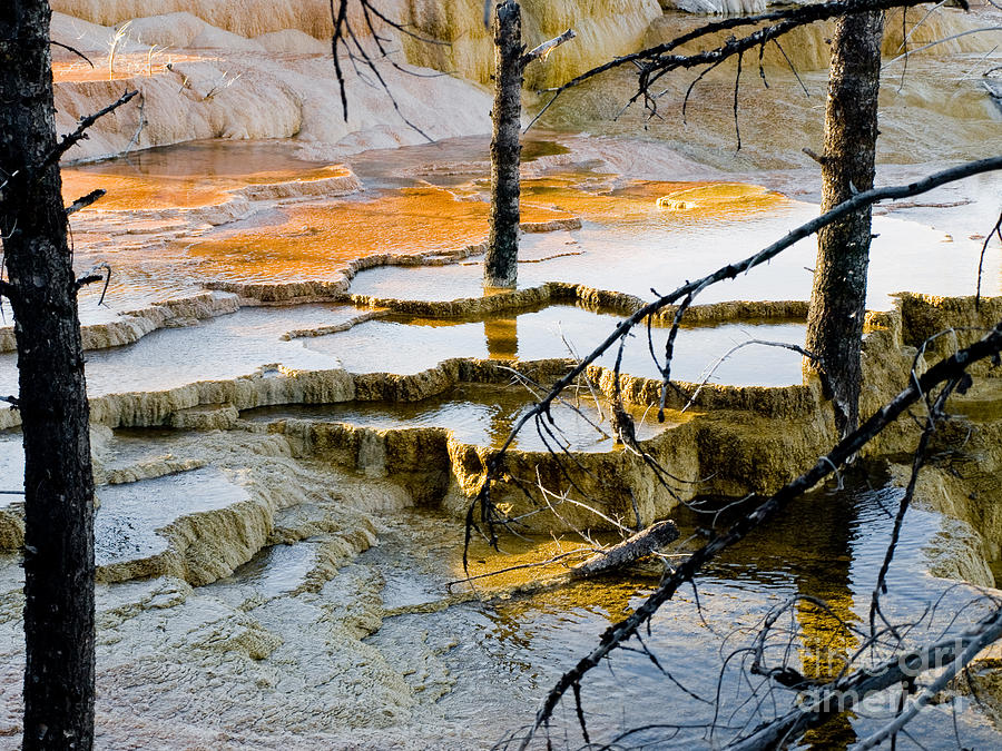 Yellowstone #31 Photograph by Tara Lynn