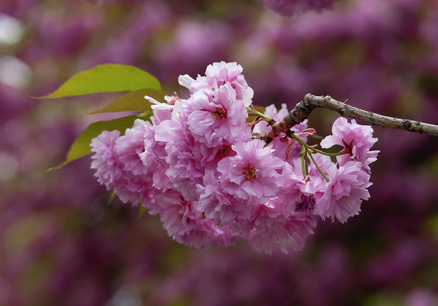 Cherry Blossoms #310 Photograph by Robert Ullmann
