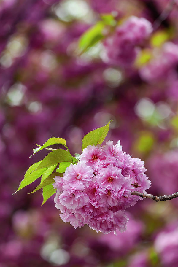 Cherry Blossoms #311 Photograph by Robert Ullmann