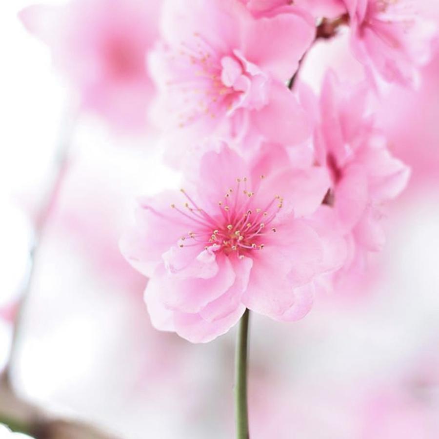 Spring Photograph - Instagram Photo #311492743481 by Naoki Kamura