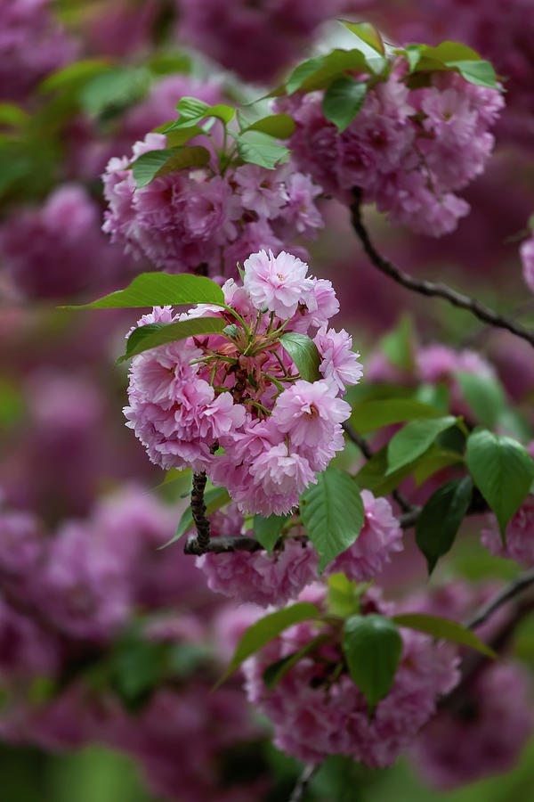 Cherry Blossoms #312 Photograph by Robert Ullmann