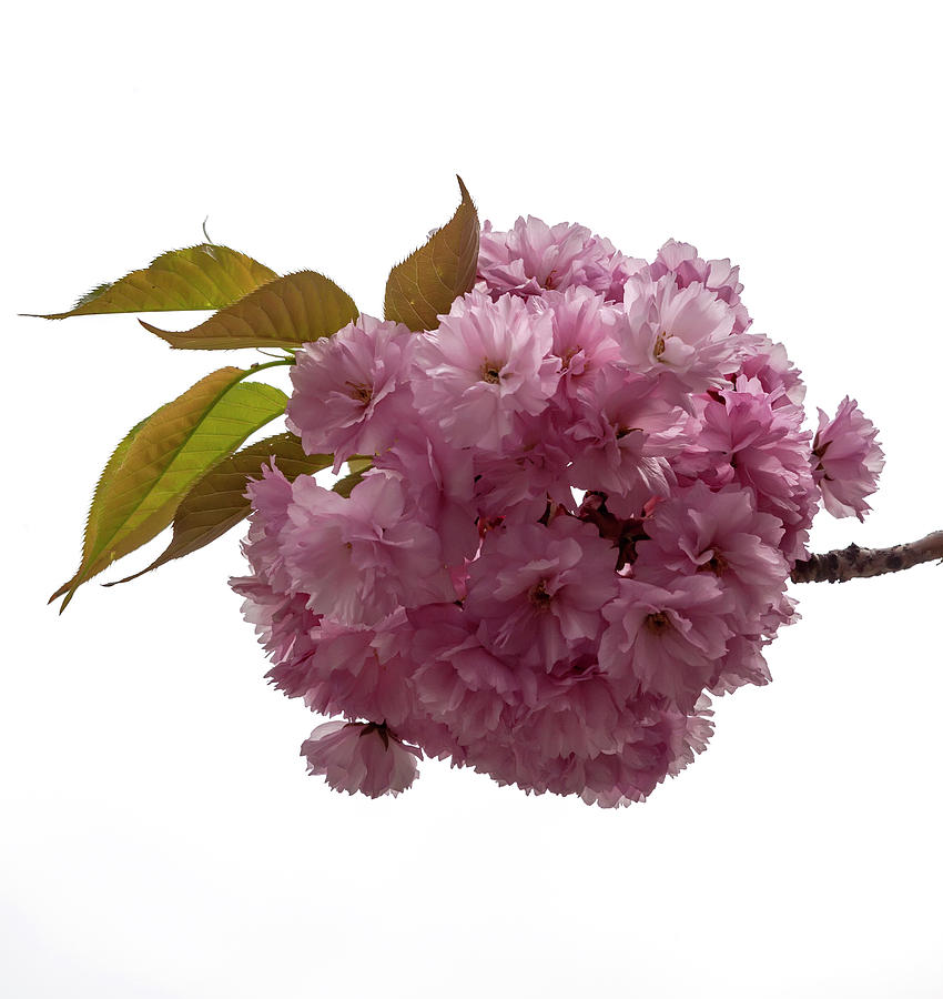 Cherry Blossoms #313 Photograph by Robert Ullmann