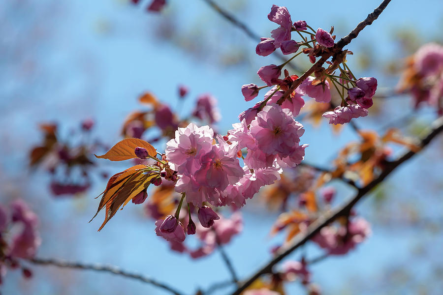 Cherry Blossoms #314 Photograph by Robert Ullmann