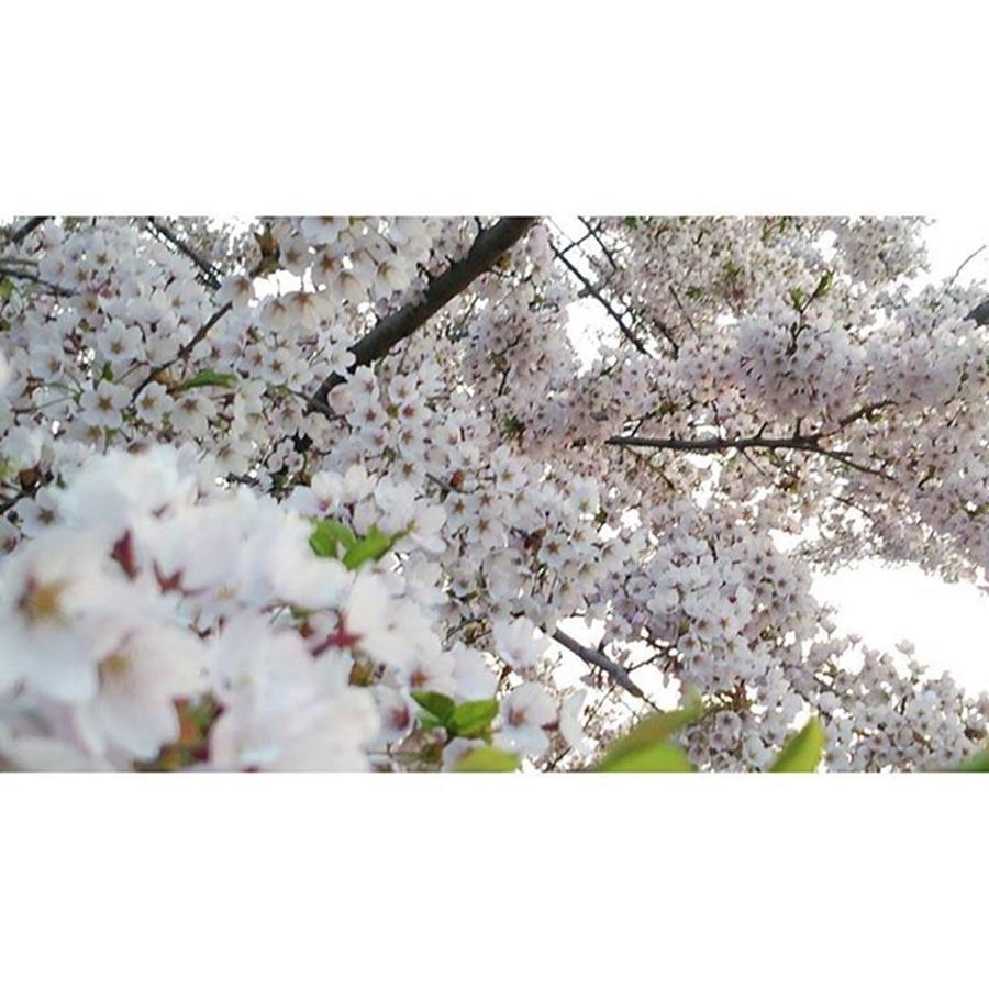 Nature Photograph - Instagram Photo #31463578028 by Yuu Shiratori