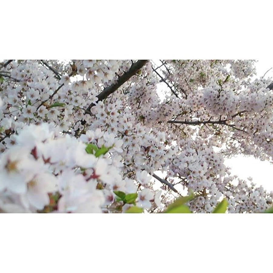 Nature Photograph - Instagram Photo #31463728123 by Yuu Shiratori