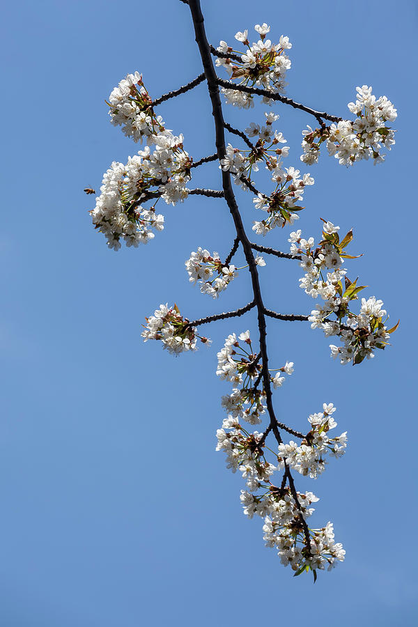 Cherry Blossoms #315 Photograph by Robert Ullmann