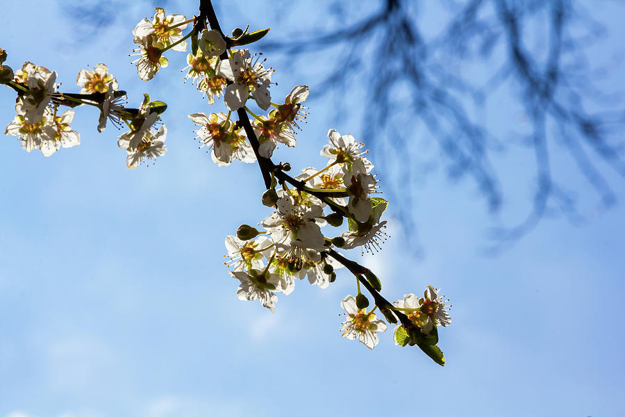 Cherry Blossoms #316 Photograph by Robert Ullmann