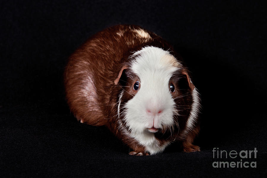 American Guinea Pigs - Cavia porcellus #32 Photograph by Anthony Totah