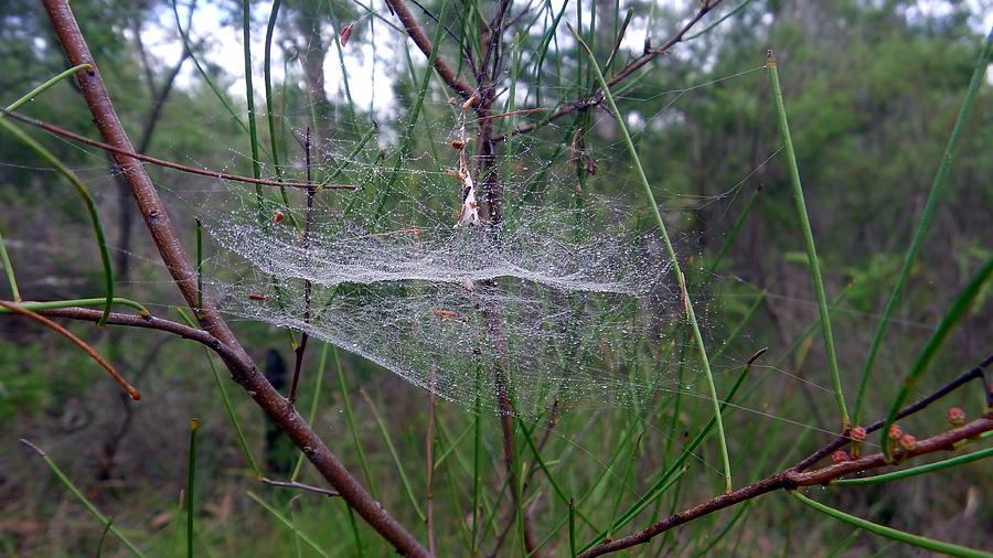 Australia - Conical Spider Web Photograph by Jeffrey Shaw - Fine Art ...