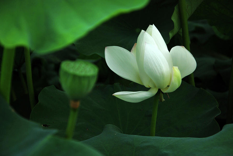 Blossoming lotus flower closeup #32 Photograph by Carl Ning