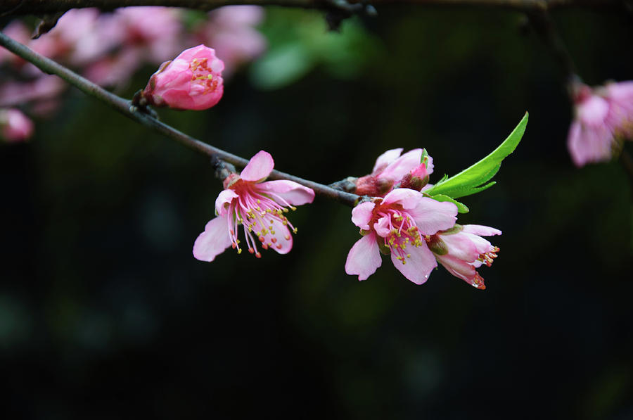 Blossoming peach flowers closeup #32 Photograph by Carl Ning - Fine Art ...